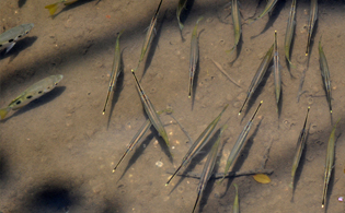 water