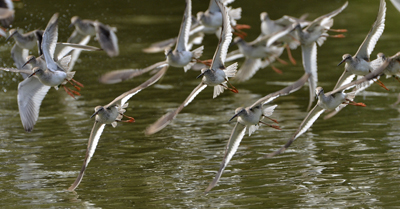 waders