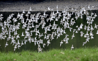 waders