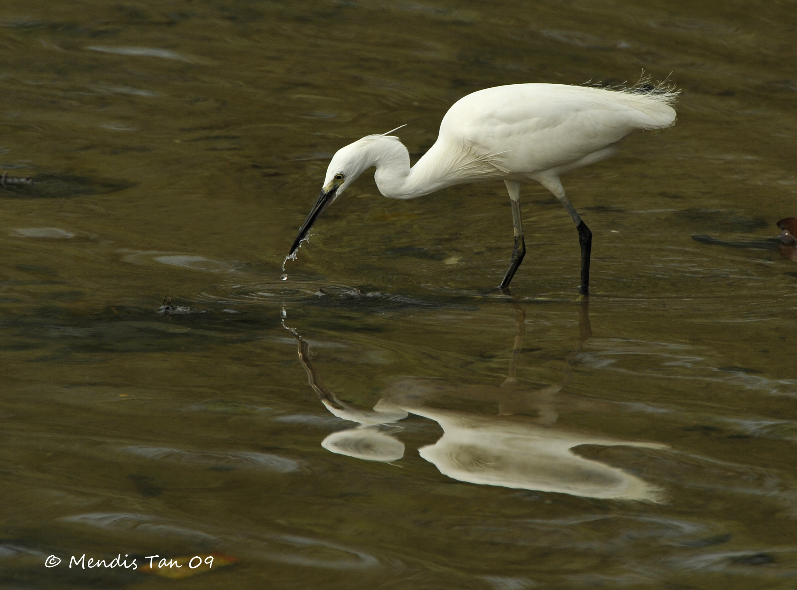 Little Egret