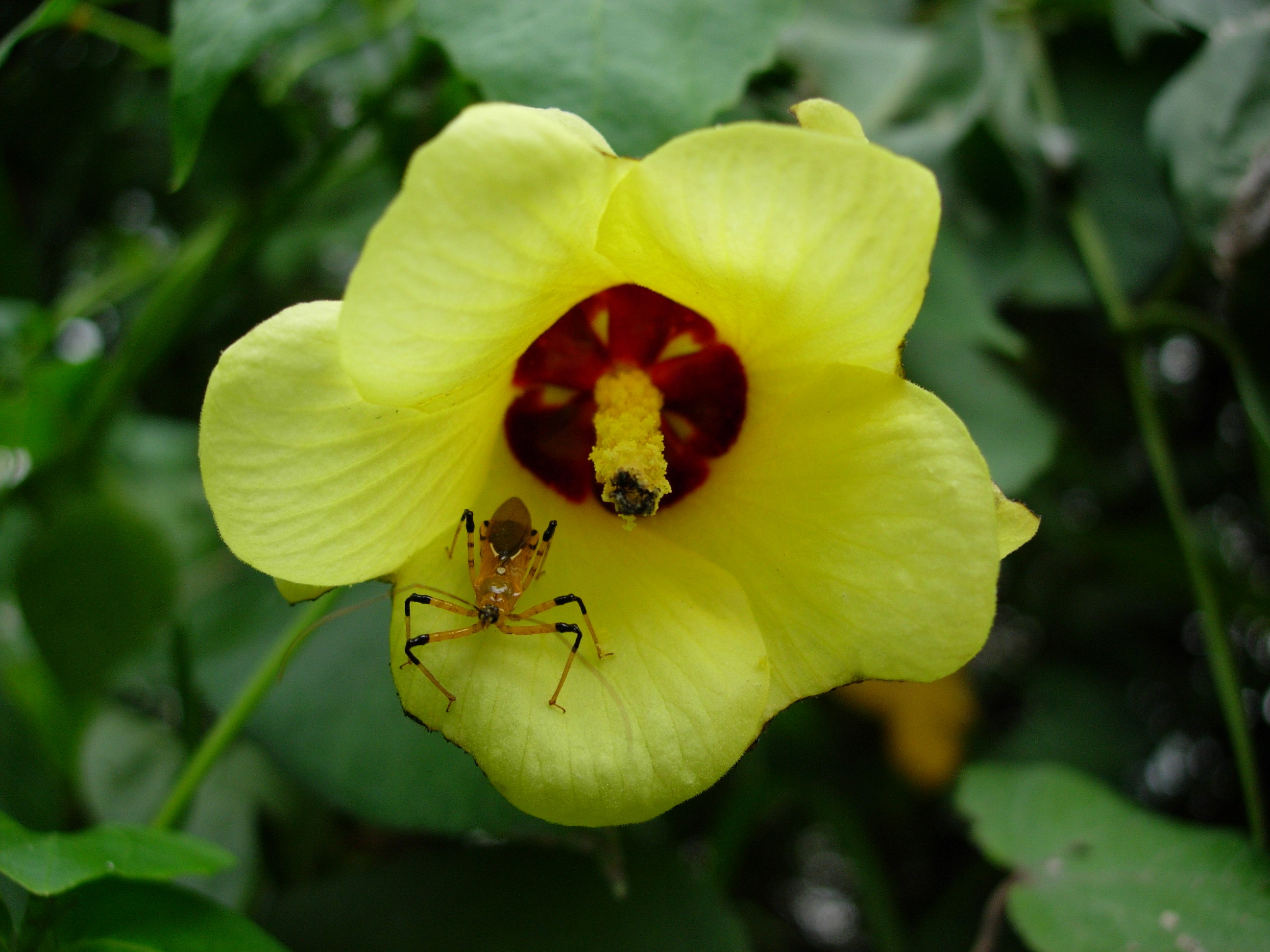 Sea Hibiscus