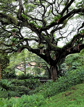 Family Trees