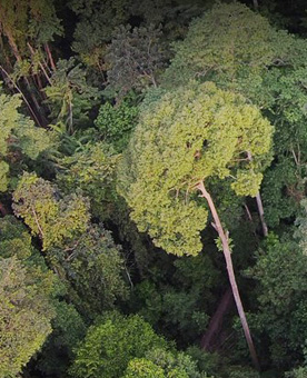 Trees