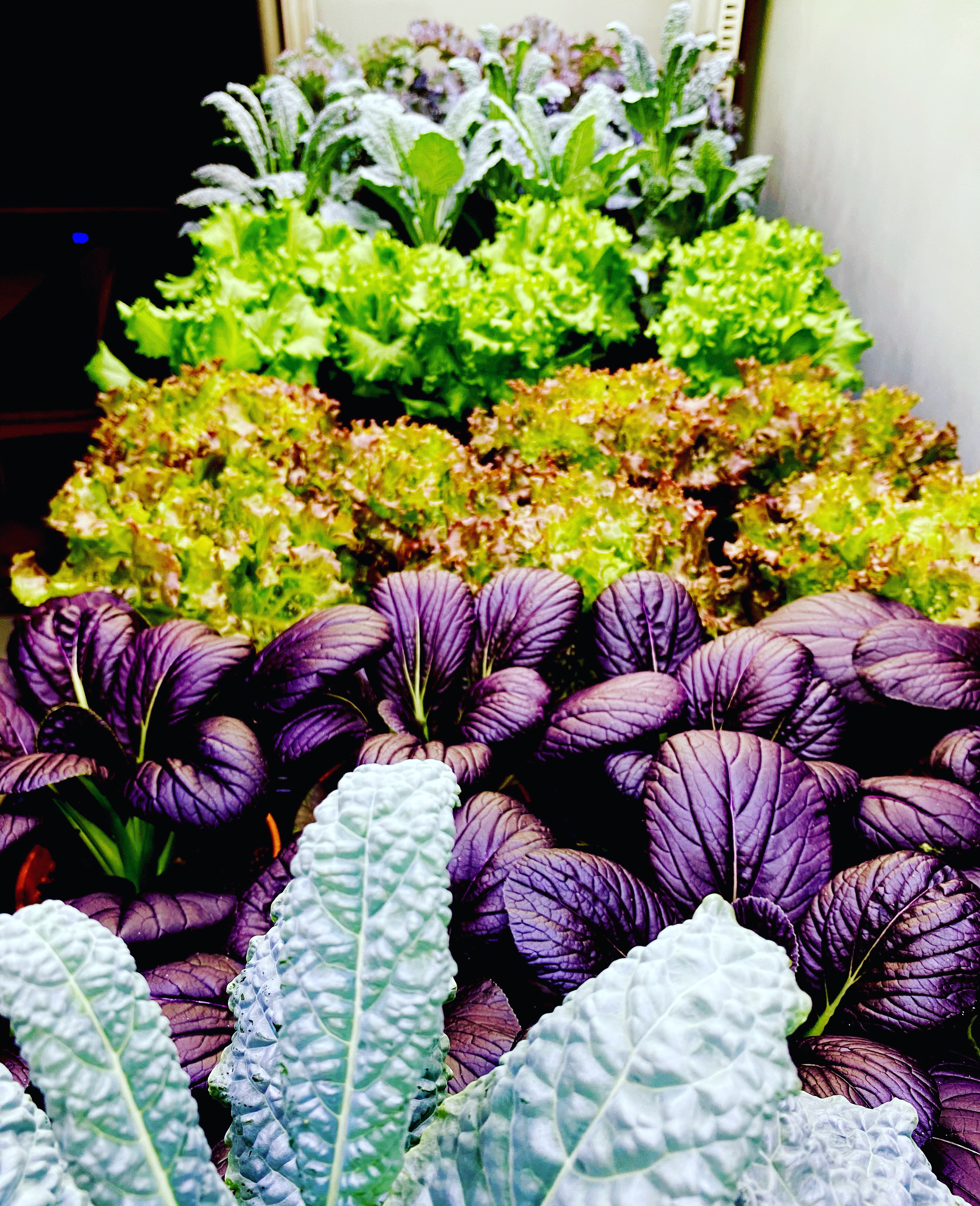 Edible Plants