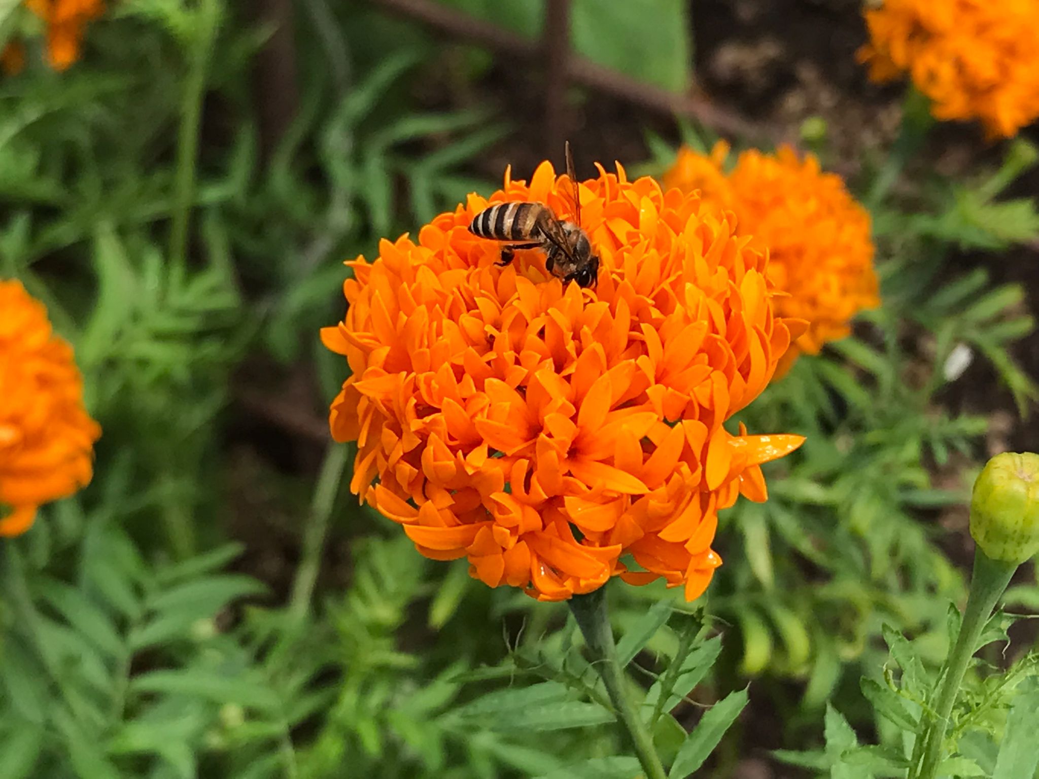 A bee perched on a flower