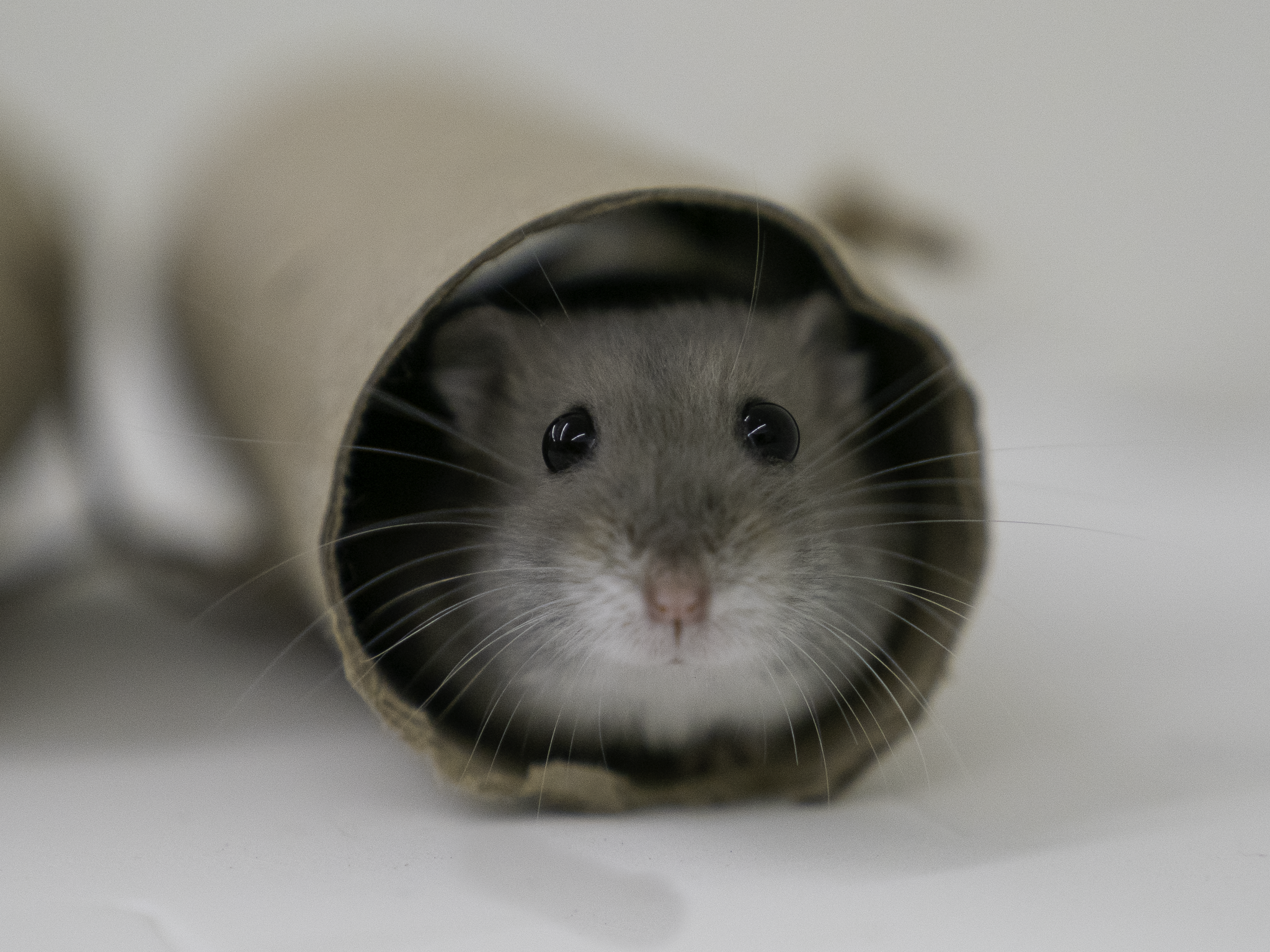 JLG AVS Hamster