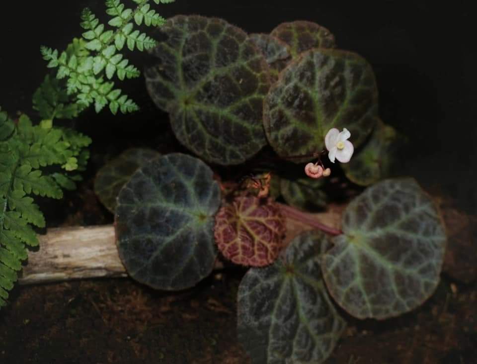 JLG Begonia