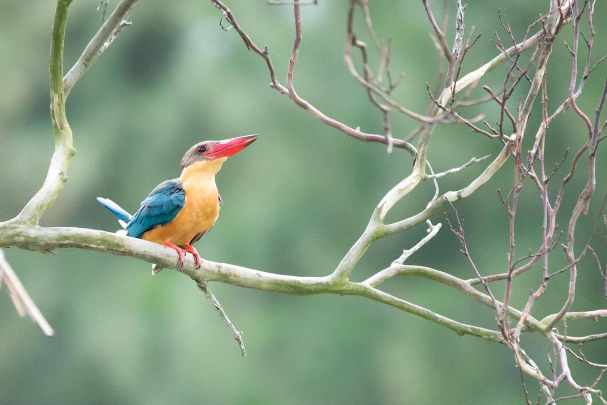 stork-billed kingfisher