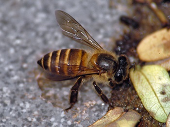 asian honey bee