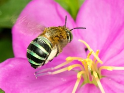 bluebandedbee crop2