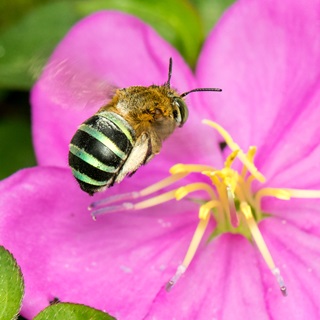 bluebanded bee