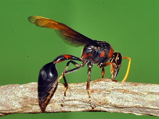 potter wasp