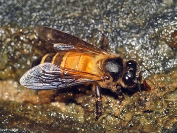 apis dorsata