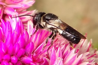 disjunct resin bee
