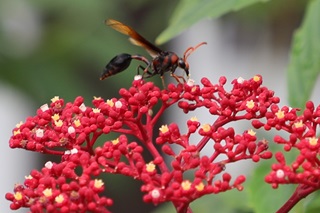 potter wasp