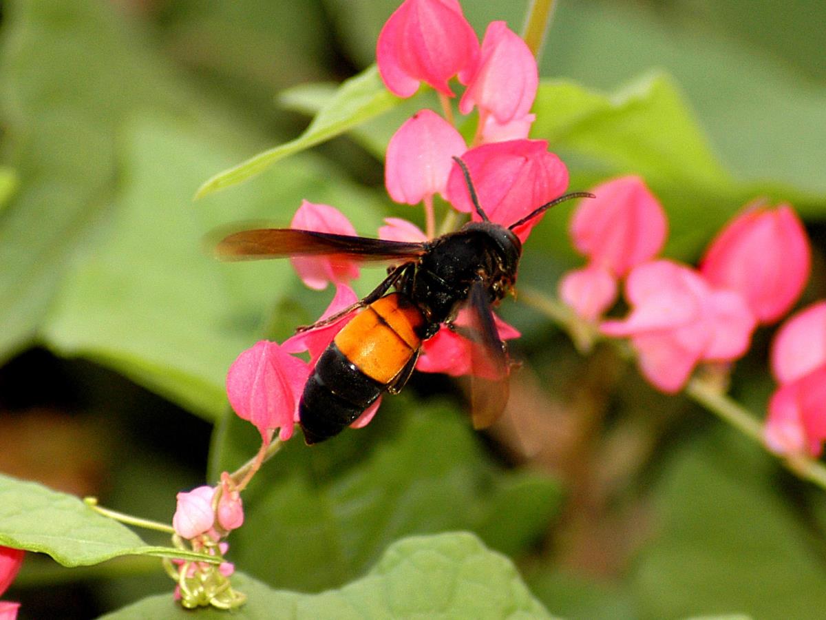 lesser banded hornet