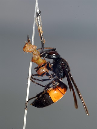 lesser hornet