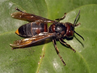 yellow vented hornet