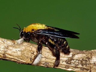 x flavonigrescens