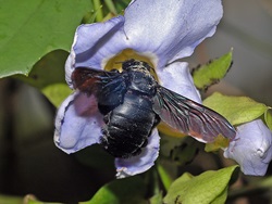 x latipes