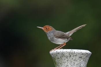 ashy tailorbird