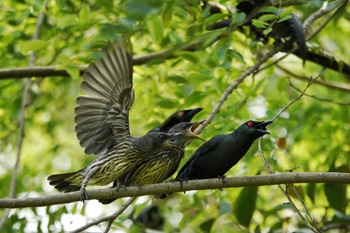 asian glossy starling