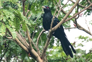 asian koel m