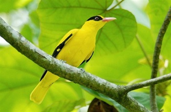 black naped oriole