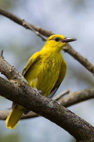 black naped oriole
