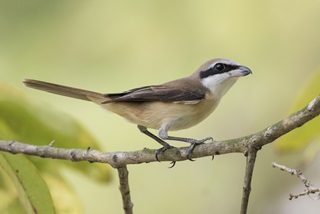 brown shrike