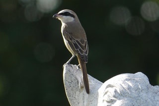 brown shrike