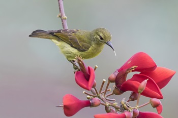 brown throated f