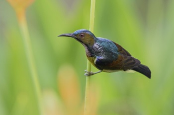brown throated sunbird
