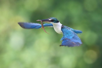 collared kingfisher fly
