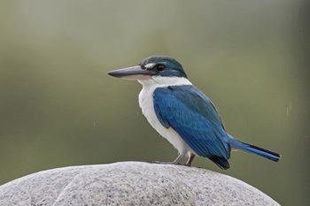 collared kingfisher