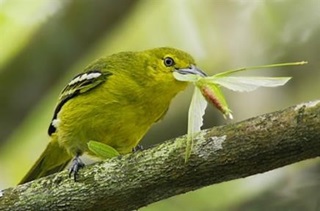common iora f