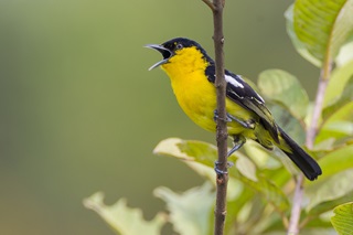 common iora