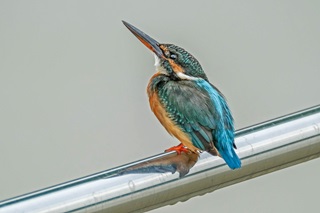 common kingfisher