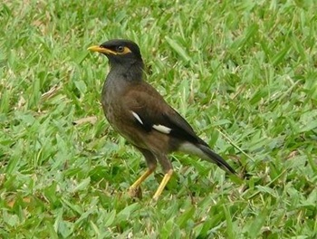 common myna
