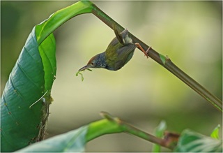 common tailorbird