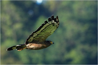 crested serpent eagle fly