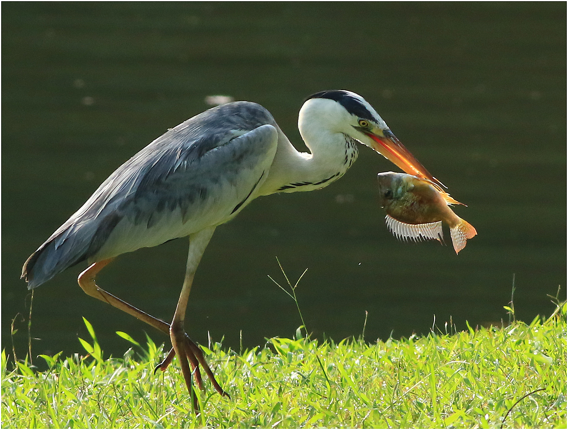 grey heron