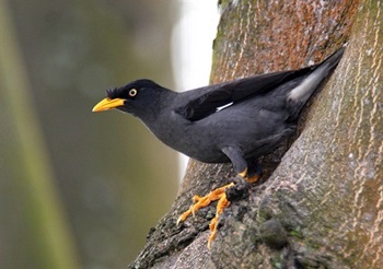 javan myna