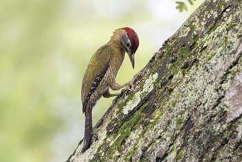 laced woodpecker