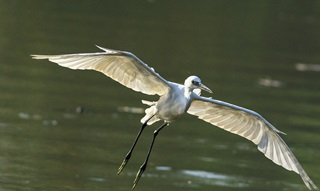 little egret flying