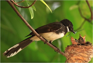 fantail