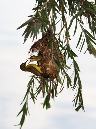olive backed sunbird f