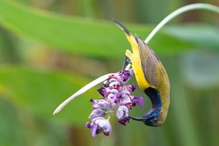 olive backed sunbird m