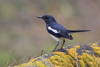 oriental magpie-robin