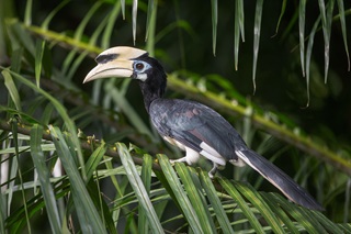 oriental pied hornbill